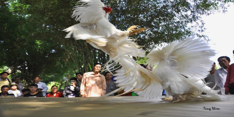 Thông tin của đá gà Typhu88