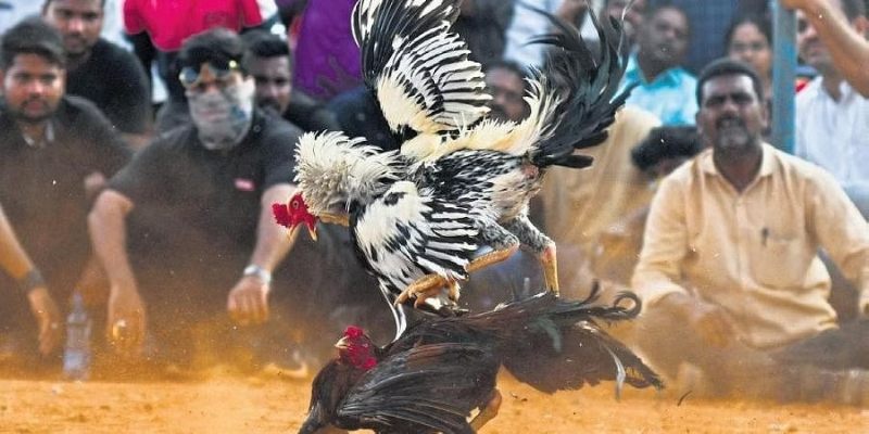 Theo dõi hàng trăm giải đá gà lớn nhỏ mỗi ngày